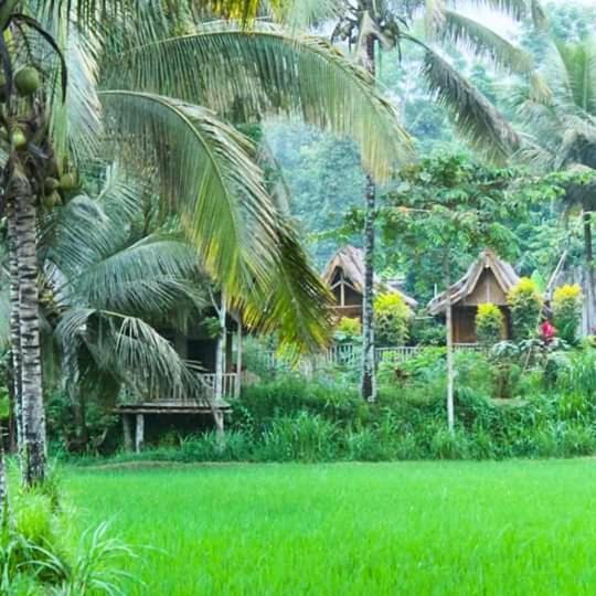 Tereng Wilis Bungalows Tetebatu Buitenkant foto