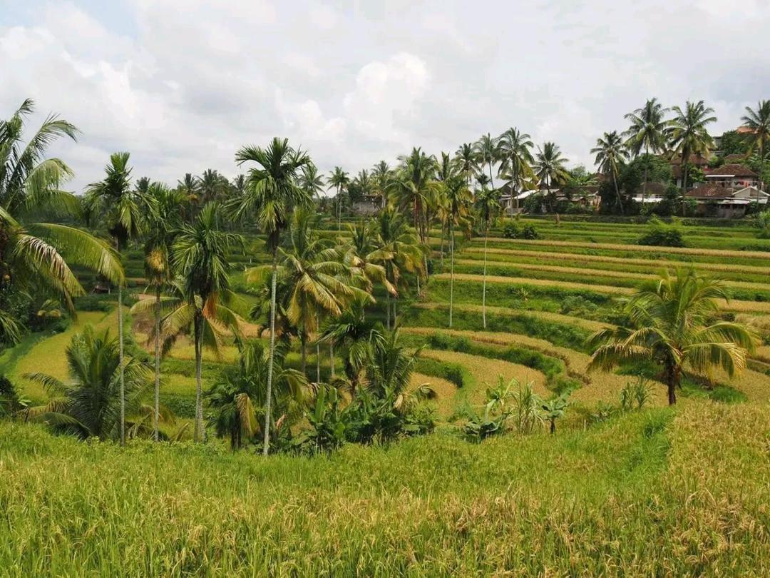 Tereng Wilis Bungalows Tetebatu Buitenkant foto