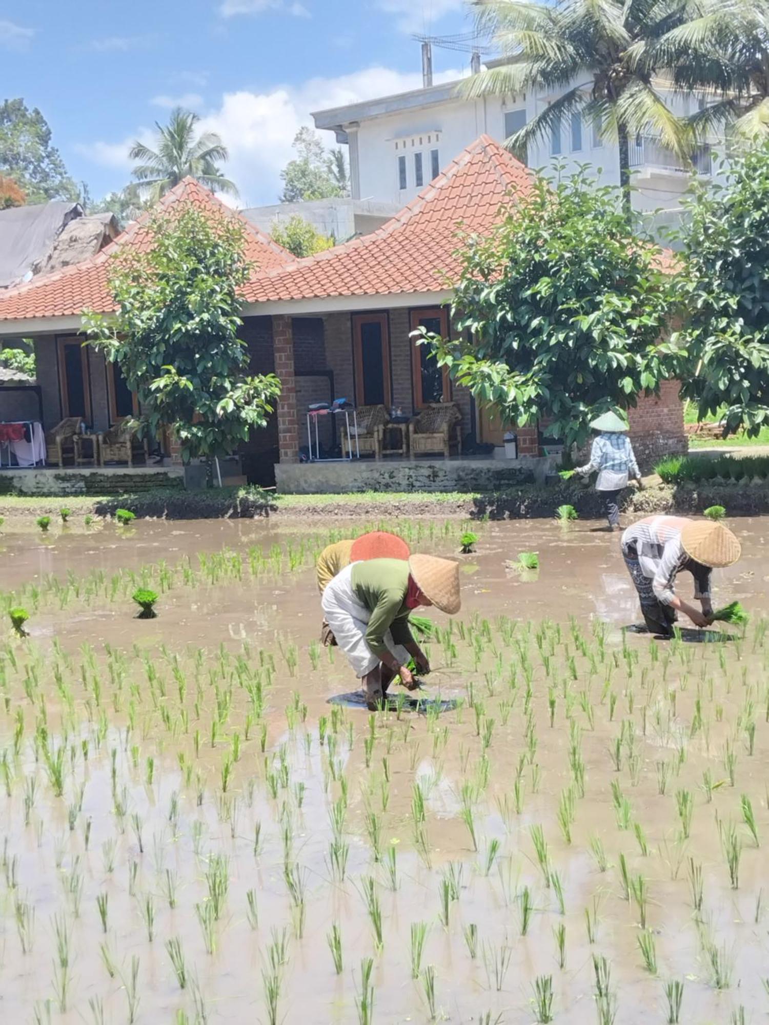 Tereng Wilis Bungalows Tetebatu Buitenkant foto