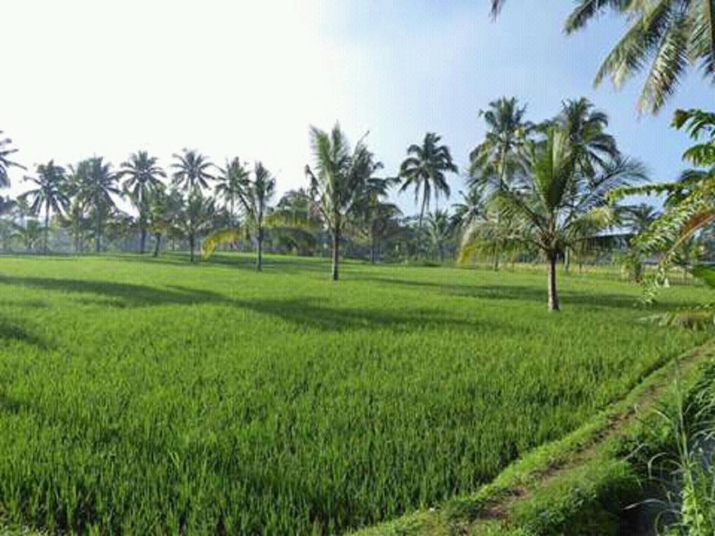 Tereng Wilis Bungalows Tetebatu Buitenkant foto